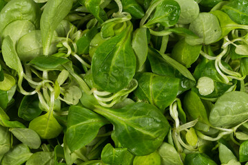 mache lettuce green salad