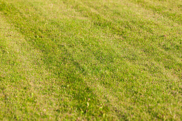Beautiful green grass texture