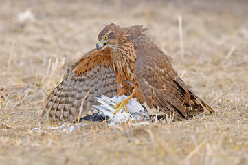 Wildlife scene from nature. Goshawk in yellow vegetation. Goshawk, Accipiter gentilis, feeding on the domestic pigeon it hunts. Bird of prey catching birds in its habitat.