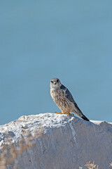 A profile photograph of a Merlin (Falco columbarius) sitting on a rock.