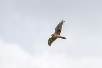 Pallid Harrier in flight mode
