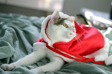 Cute Japanese Bobtail cat wearing a Christmas Santa suit and playing on the bed