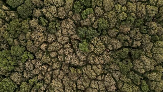 Aerial high angle shot of autumn tree tops swaying in the wind at sunset seen from above. Drone footage of forrest park as seen from the air.
