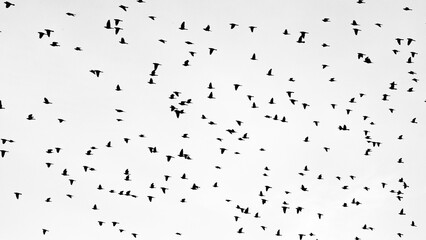 Mass of flying birds © Agnieszka