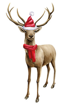 Deer in red Santa hat and scarf on isolated white background, forest animal watercolor illustration. Holiday concept