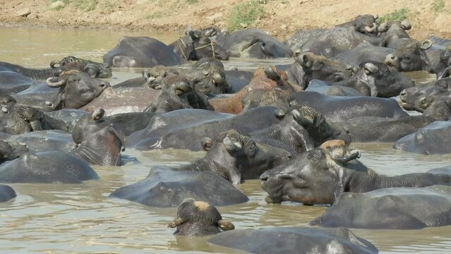 Buffaloes are taking a bath at a warm day near Amritsar, agriculture and livestock in India