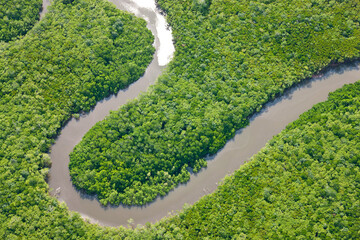 Aerial view of rain forest, Daintree River, Daintree National Park, Queensland Australia