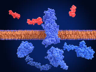 GLP-1 receptor, inactivated and surrounded by an agonist (semaglutide, red) and G-proteins
