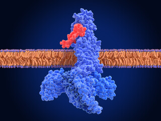 GLP-1 receptor, activated complex with an agonist (semaglutide) and G-proteins