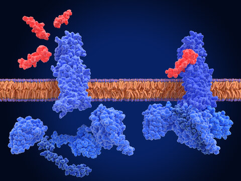 GLP-1 receptor, inactive form(left) and active complex with an agonist (semaglutide) and G-proteins
