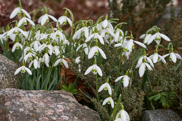 Schneeglöckchen im Frühjahr	