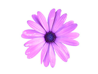 Purple color African daisy flower isolated on white background