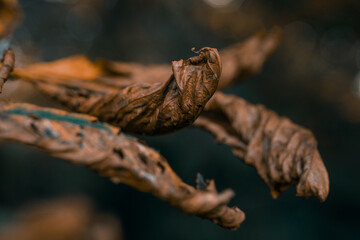Brown autumn fall leaves on a tree in a forest woodland setting, dead leaves orange nature, 