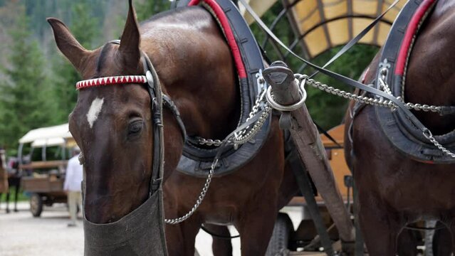 Horse harness with cart in mountain forest. Traditional transport for tourists in Morskie Oko, Poland. Harnessed horses eat food from bags
