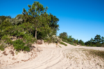 Sand dunes and pine trees on the coast