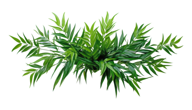 tropical leaves isolated on transparent background cutout