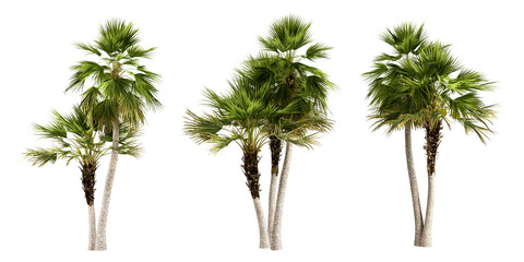 Isolated green palm tree on white background © Buffstock