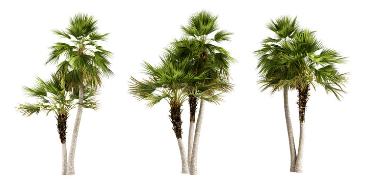 Isolated green palm tree on white background
