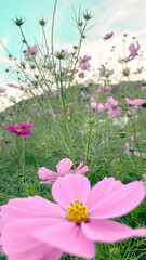 pink flowers in a garden