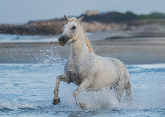 Cheval au galop ( IA gomme )