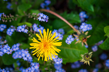 Obraz premium Dandelion flower and samll blue flowers of Forget-Me-Not bush in early summer
