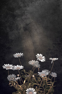 Sympathy card with white marguerite daisies on dark grunge background with copy space