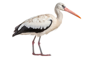 Fototapeta premium Stork Bird Interesting Facts Transparent PNG