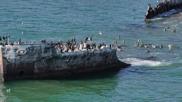 SS Palo Alto or Aptos Cement Ship, Aptos, California. Ship wreck covered with thousands of pelicans near the Californian coastline.