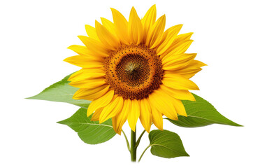 Sunflower Fields in Bloom Transparent PNG