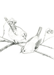 Pencil drawing of two golden crowned kinglet on a branch