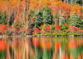 紅葉に染まる白駒池の湖水(北八ヶ岳)