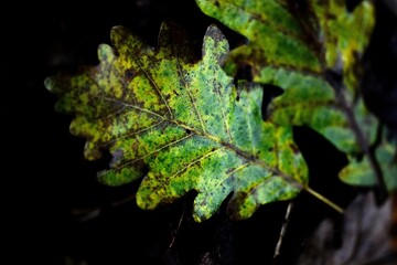leaf on a black background