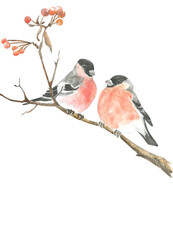 Watercolor drawing of two bullfinches on a branch