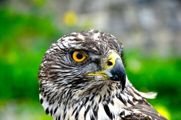 close up of a falcon