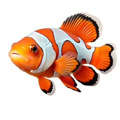 colorful clown anemone fish, clownfish closeup isolated on transparent background, png - obrazy, fototapety, plakaty