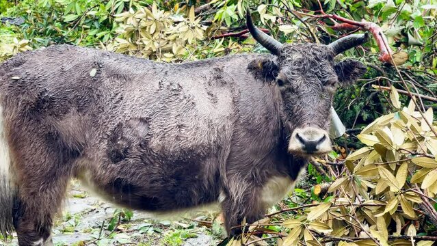 Wet funny cow portrait during the rainy day. Cute animal looking at camera with sad glance. Livestock, agriculture and traveling 4K concept. Makalu Barun National park, Himalayas, Nepal.