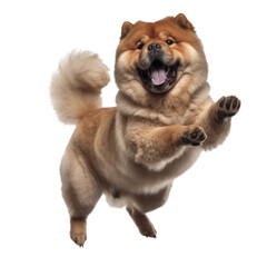 cute chow chow jumps and laughs