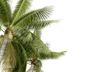 Close up coconut tree branch isolated on white