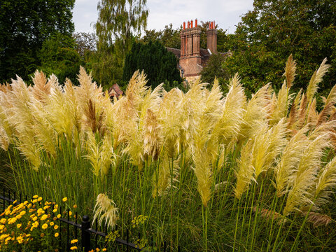Ornamental pampas grasses give a vibrant display of variegated colours in the gardens of Southover Grange in Lewes, East Sussex, England.