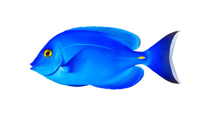 Fototapeta premium A striking blue tang fish, known for its vibrant blue coloration, isolated on a transparent background.