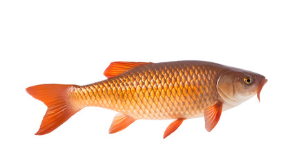A transparent photo of a vibrant golden carp, showcasing its detailed scales and bright orange fins.
