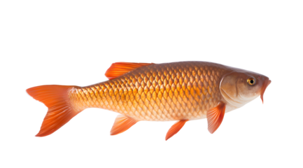 A transparent photo of a vibrant golden carp, showcasing its detailed scales and bright orange fins.