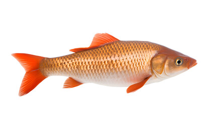Obraz premium A transparent photo of a vibrant golden carp, showcasing its detailed scales and bright orange fins.