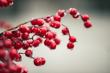 Christmas holiday ornaments and decor 