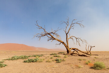Obraz premium Dune 45, in the Namibian sossusvlei, on a stormy afternoon with limited visibility