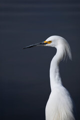 Snowy Egret portrait with reclaimed wastewater behind at Riparian Preserve Water Ranch in Gilbert, Arizona