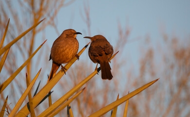 Curved billed thrasher pair gaze at each other at reclaimed water environment, Riparian Preserve at...