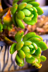 春萌　ーsucculentsー