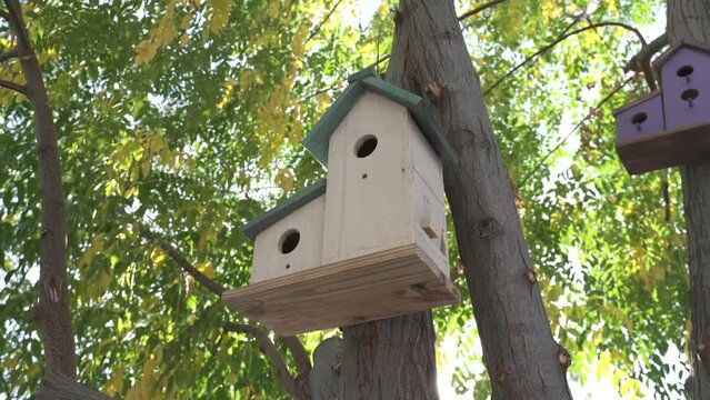 birdhouse on a tree on a sunny summer day