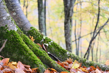 湯沢高原のコケ　Moss in Yuzawa Plateau